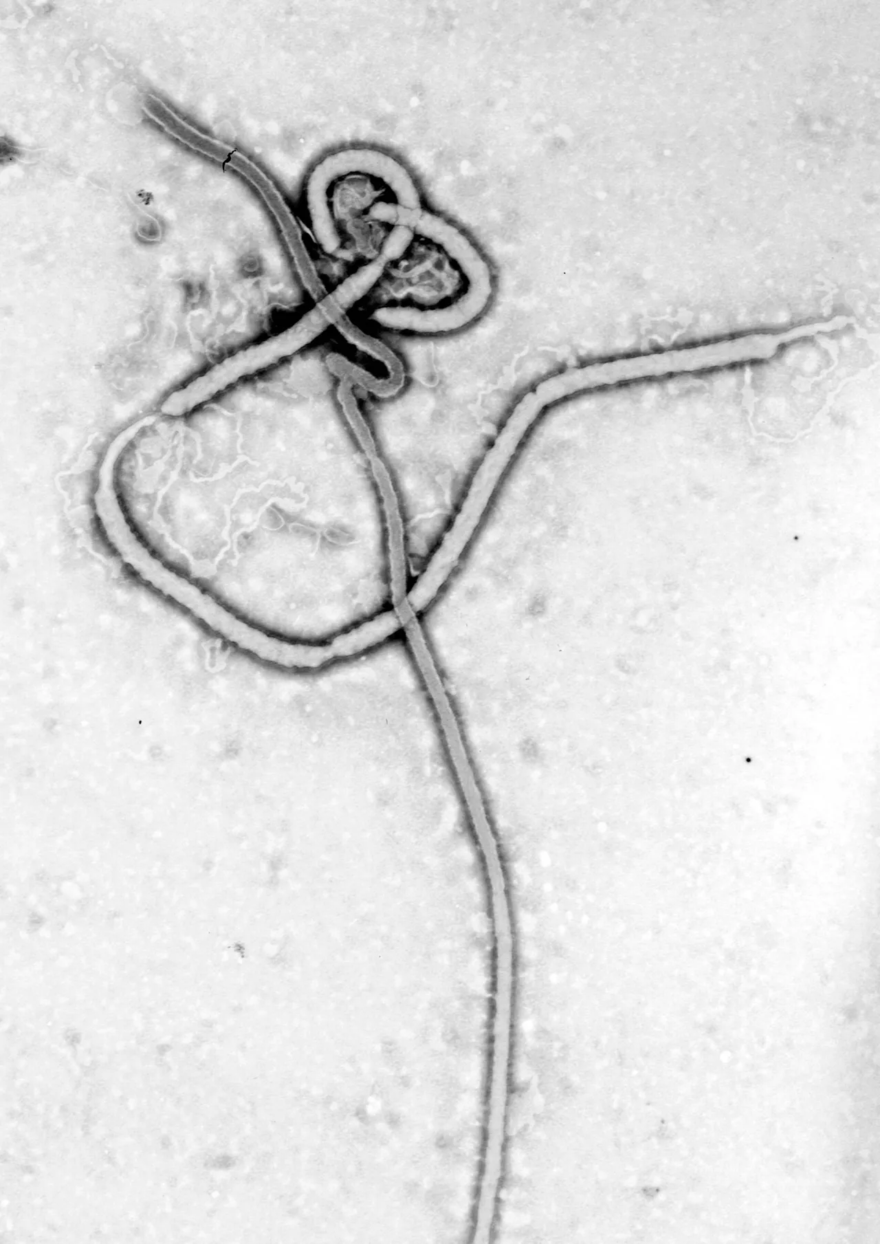 Elektronenmicroscopische opname van een filamentvormig ebolavirusdeeltje.