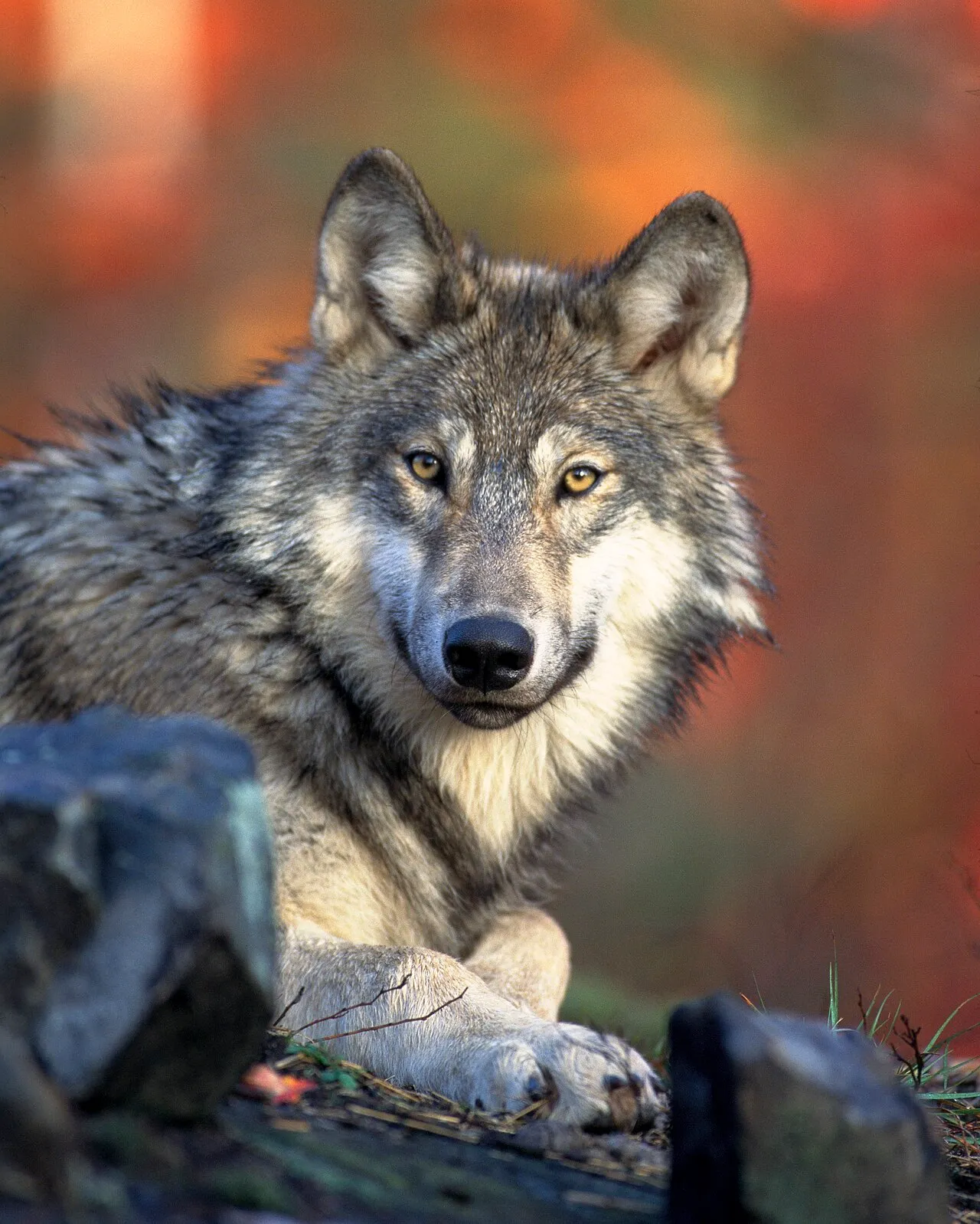 Een grijze wolf (Canis lupus) rustend, kijkend in de camera.