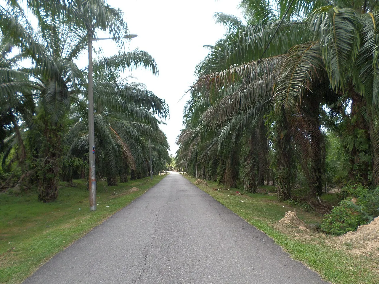 Rijen oliepalmen op een plantage in Melaka, Maleisië.
